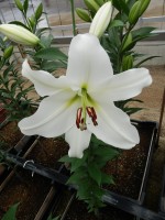 [4614 VZ W08 3011-01 No02.JPG]